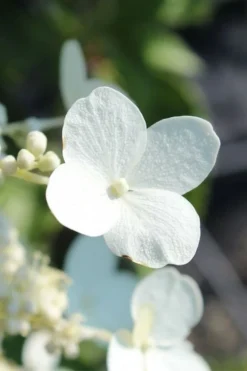 Kyushu Hydrangea - 3 Gallon Pot -Plants Sales Store hydrangea paniculata kyushu 23