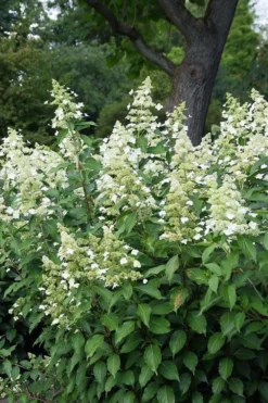 Kyushu Hydrangea - 3 Gallon Pot -Plants Sales Store hydrangea paniculata kyushu 5