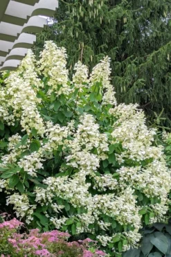 Kyushu Hydrangea - 3 Gallon Pot -Plants Sales Store hydrangea paniculata kyushu 7