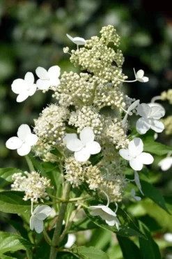 Kyushu Hydrangea - 3 Gallon Pot
