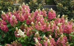 Flare Hydrangea - 3 Gallon Pot 17 Flare Hydrangea - 3 Gallon Pot -Plants Sales Store hydrangea paniculata lava lamp flare 11