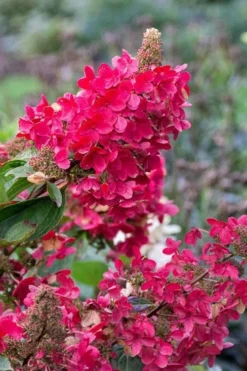 Flare Hydrangea - 3 Gallon Pot 15 Flare Hydrangea - 3 Gallon Pot -Plants Sales Store hydrangea paniculata lava lamp flare 15 1