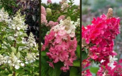 Flare Hydrangea - 3 Gallon Pot 12 Flare Hydrangea - 3 Gallon Pot -Plants Sales Store hydrangea paniculata lava lamp flare 16