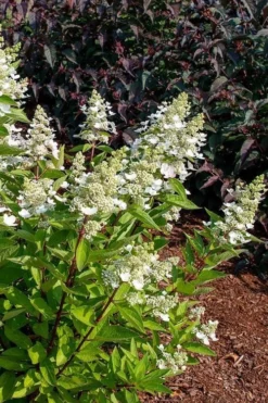Flare Hydrangea - 3 Gallon Pot 13 Flare Hydrangea - 3 Gallon Pot -Plants Sales Store hydrangea paniculata lava lamp flare 17