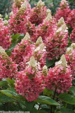 Flare Hydrangea - 3 Gallon Pot 14 Flare Hydrangea - 3 Gallon Pot -Plants Sales Store hydrangea paniculata lava lamp flare 3