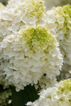 Little Hottie Hydrangea - 3 Gallon Pot -Plants Sales Store hydrangea paniculata little hottie 1 1