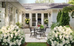 Little Hottie Hydrangea - 3 Gallon Pot -Plants Sales Store hydrangea paniculata little hottie 7 1