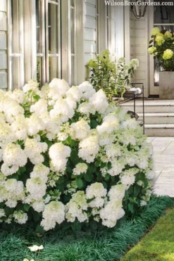 Little Hottie Hydrangea - 3 Gallon Pot