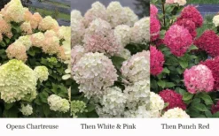 Little Lime Punch Hydrangea - 3 Gallon Pot -Plants Sales Store hydrangea paniculata little lime punch 3