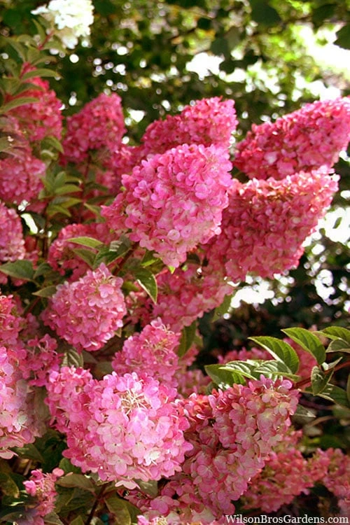 Strawberry Sundae Hydrangea - 3 Gallon Pot 1 Strawberry Sundae Hydrangea - 3 Gallon Pot