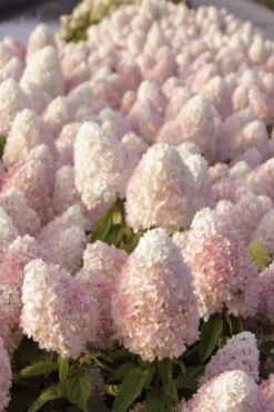 Sweet Summer Panicle Hydrangea - 3 Gallon Pot -Plants Sales Store hydrangea paniculata sweet summer 1