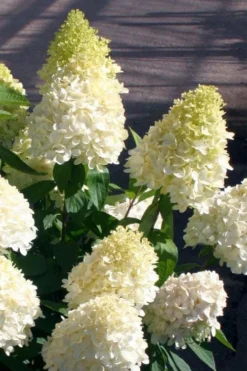 Sweet Summer Panicle Hydrangea - 3 Gallon Pot -Plants Sales Store hydrangea paniculata sweet summer 2