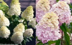 Sweet Summer Panicle Hydrangea - 3 Gallon Pot -Plants Sales Store hydrangea paniculata sweet summer 7