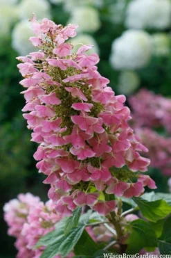 Gatsby Pink Oakleaf Hydrangea - 3 Gallon Pot 8 Gatsby Pink Oakleaf Hydrangea - 3 Gallon Pot -Plants Sales Store hydrangea quercifolia gatsby pink 7