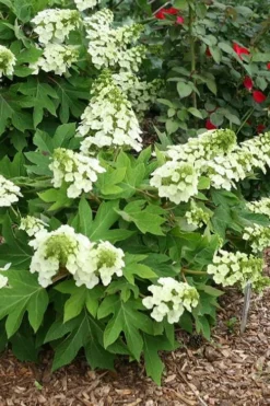 Pee Wee Dwarf Oakleaf Hydrangea - 3 Gallon Pot 15 Pee Wee Dwarf Oakleaf Hydrangea - 3 Gallon Pot -Plants Sales Store hydrangea quercifolia pee wee oakleaf 1 1