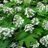 Pee Wee Dwarf Oakleaf Hydrangea - 3 Gallon Pot