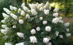 Queen Of Hearts Oakleaf Hydrangea - 3 Gallon Pot -Plants Sales Store hydrangea quercifolia queen of hearts 4