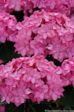 Let's Dance 'Can Do' Hydrangea - 3 Gallon Pot -Plants Sales Store hydrangea serrata lets dance can do 2