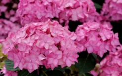 Let's Dance 'Can Do' Hydrangea - 2 Gallon Pot -Plants Sales Store hydrangea serrata lets dance can do 3 1