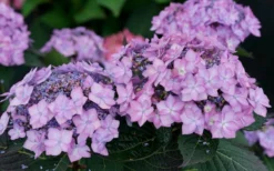 Let's Dance 'Can Do' Hydrangea - 3 Gallon Pot -Plants Sales Store hydrangea serrata lets dance can do 7
