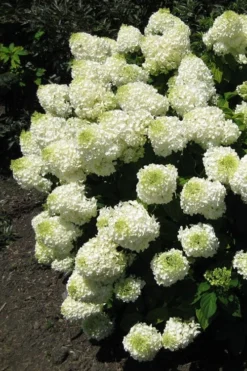 Silver Dollar Hydrangea - 3 Gallon Pot