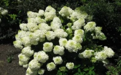 Silver Dollar Hydrangea - 3 Gallon Pot -Plants Sales Store hydrangea silver dollar 2