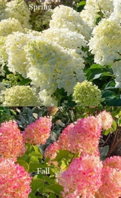 Silver Dollar Hydrangea - 3 Gallon Pot -Plants Sales Store hydrangea silver dollar 4