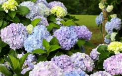 Dear Dolores Hydrangea - 1 Gallon Pot -Plants Sales Store hydrangea20dear20delores 2