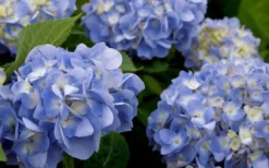 Dear Dolores Hydrangea - 3 Gallon Pot 11 Dear Dolores Hydrangea - 3 Gallon Pot -Plants Sales Store hydrangea20dear20delores202
