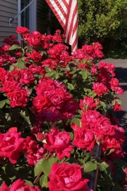Red Double Knock Out Rose - 5 Gallon Pot 11 Red Double Knock Out Rose - 5 Gallon Pot -Plants Sales Store rosa double red knock out rose 103