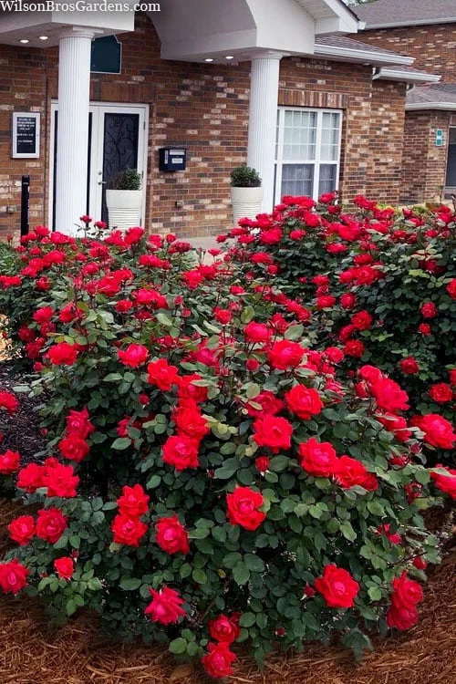 Red Double Knock Out Rose - 5 Gallon Pot 1 Red Double Knock Out Rose - 5 Gallon Pot