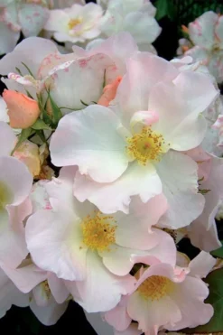 Sally Holmes Climbing Rose - 5 Gallon Pot -Plants Sales Store rosa sally holmes climbing rose 2