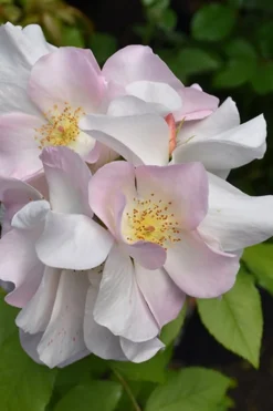 Sally Holmes Climbing Rose - 5 Gallon Pot -Plants Sales Store rosa sally holmes climbing rose 9