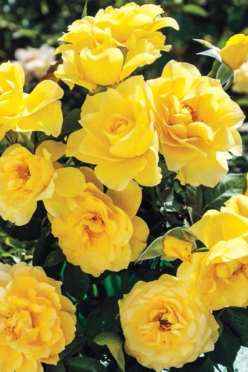 Sparkle & Shine Yellow Tree Rose - 7 Gallon Pot 6 Sparkle & Shine Yellow Tree Rose - 7 Gallon Pot - Image 6