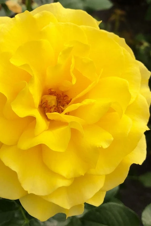 Sparkle & Shine Yellow Tree Rose - 7 Gallon Pot 5 Sparkle & Shine Yellow Tree Rose - 7 Gallon Pot - Image 5
