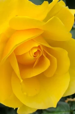 Sparkle & Shine Yellow Tree Rose - 7 Gallon Pot 9 Sparkle & Shine Yellow Tree Rose - 7 Gallon Pot -Plants Sales Store rosa sparkle and shine tree rose 5