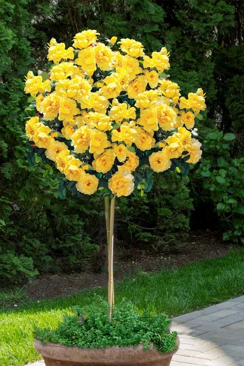Sparkle & Shine Yellow Tree Rose - 7 Gallon Pot 1 Sparkle & Shine Yellow Tree Rose - 7 Gallon Pot