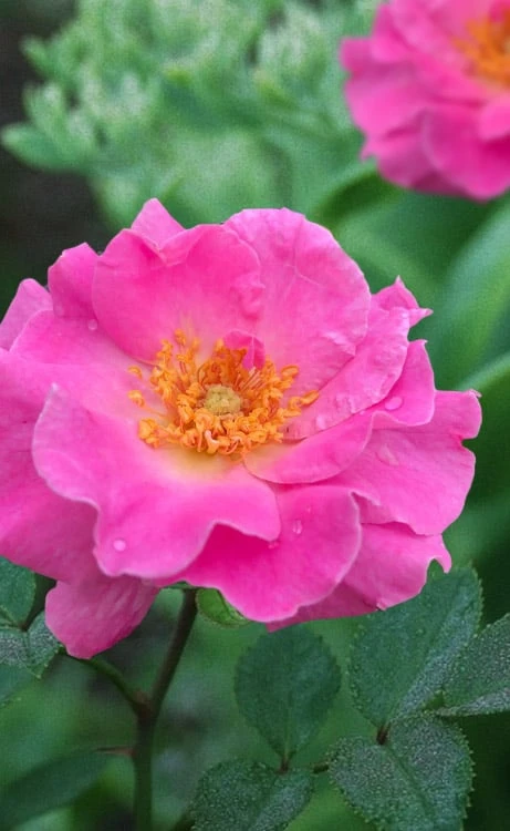 Brindabella First Lady Shrub Rose - 3 Gallon Pot 1 Brindabella First Lady Shrub Rose - 3 Gallon Pot