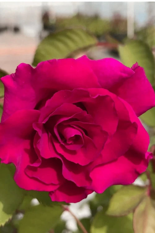 Brindabella Red Empress Shrub Rose - 2 Gallon Pot 1 Brindabella Red Empress Shrub Rose - 2 Gallon Pot