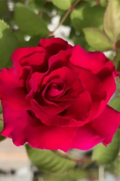 Brindabella Red Empress Shrub Rose - 2 Gallon Pot 8 Brindabella Red Empress Shrub Rose - 2 Gallon Pot -Plants Sales Store rose brindabella red empress 11 1