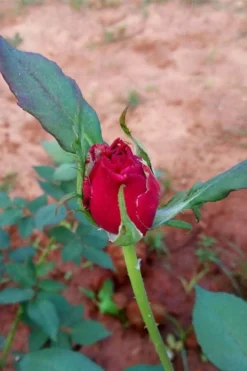 Brindabella Red Empress Shrub Rose - 2 Gallon Pot 9 Brindabella Red Empress Shrub Rose - 2 Gallon Pot -Plants Sales Store rose brindabella red empress 12 1