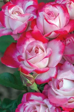 Candy Cane Cocktail Floribunda Rose - 3 Gallon Pot -Plants Sales Store rose candy cane cocktail 2