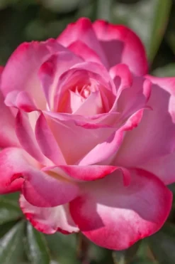 Candy Cane Cocktail Floribunda Rose - 3 Gallon Pot -Plants Sales Store rose candy cane cocktail 4