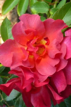 Cinco De Mayo Rose - 3 Gallon Pot -Plants Sales Store rose cinco de mayo 21