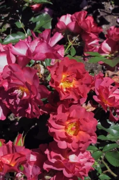 Cinco De Mayo Rose - 3 Gallon Pot -Plants Sales Store rose cinco de mayo 22