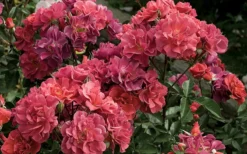 Cinco De Mayo Rose - 3 Gallon Pot -Plants Sales Store rose cinco de mayo 5 800x500 1