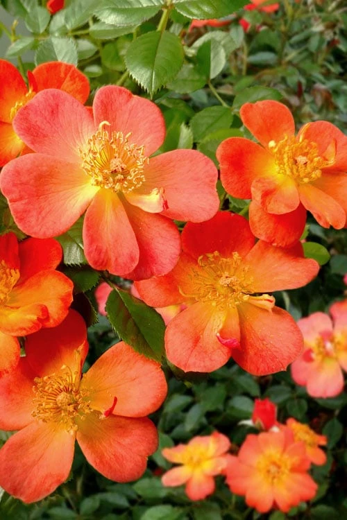 Oso Easy 'Hot Paprika' Rose - 3 Gallon Pot 1 Oso Easy 'Hot Paprika' Rose - 3 Gallon Pot