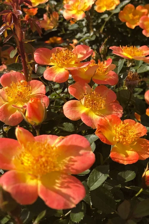 Oso Easy 'Hot Paprika' Rose - 3 Gallon Pot 4 Oso Easy 'Hot Paprika' Rose - 3 Gallon Pot - Image 4