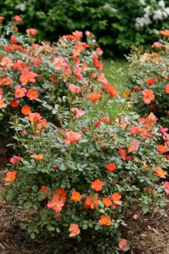 Oso Easy 'Hot Paprika' Rose - 3 Gallon Pot 11 Oso Easy 'Hot Paprika' Rose - 3 Gallon Pot -Plants Sales Store rose hot paprika 5