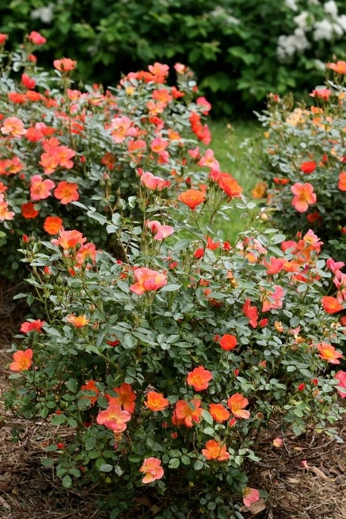 Oso Easy 'Hot Paprika' Rose - 3 Gallon Pot 5 Oso Easy 'Hot Paprika' Rose - 3 Gallon Pot - Image 5